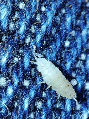 Miktoniscus bisetosus