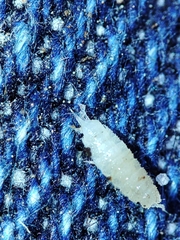 Miktoniscus bisetosus