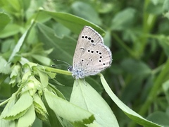 Glaucopsyche lygdamus oro
