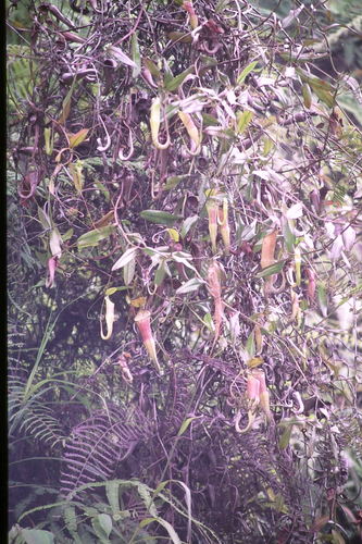 Nepenthes sanguinea