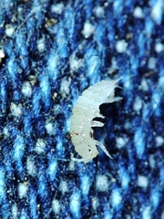 Miktoniscus bisetosus