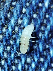 Miktoniscus bisetosus