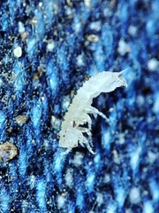 Miktoniscus bisetosus