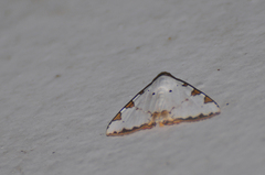 Eulepidotis testaceiceps