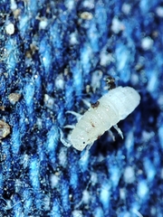 Miktoniscus bisetosus