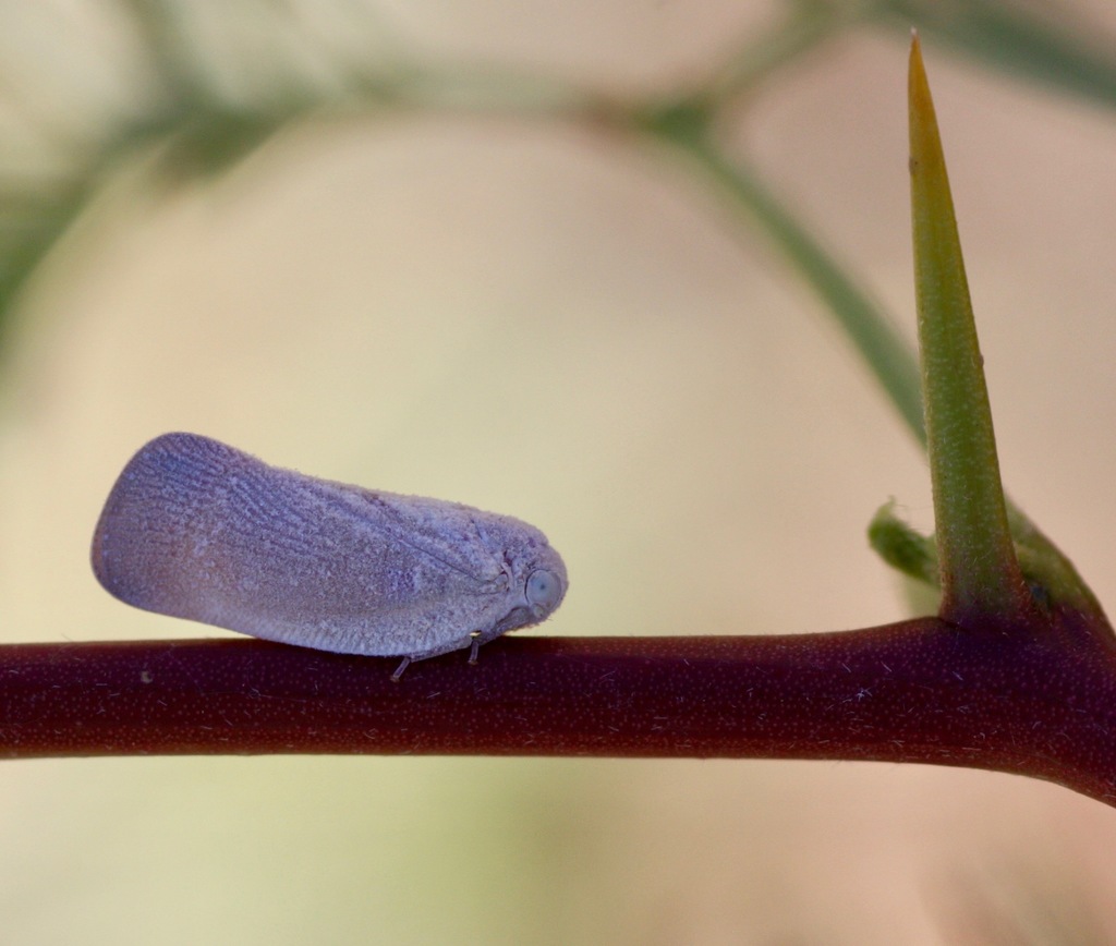 Flatormenis saucia