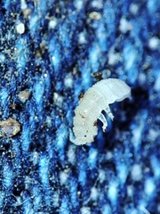 Miktoniscus bisetosus