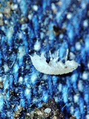 Miktoniscus bisetosus