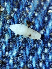 Miktoniscus bisetosus