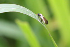 Sphenorhina quadrifera