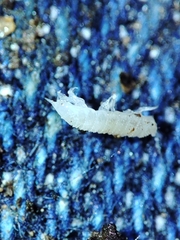 Miktoniscus bisetosus