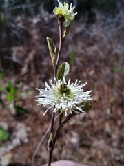 Fothergilla gardenii