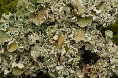 Imshaugia placorodia