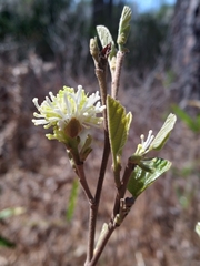 Fothergilla gardenii