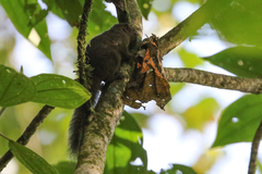 Microsciurus flaviventer