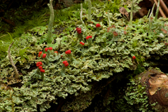 Cladonia incrassata