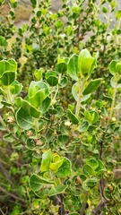 Baccharis papillosa