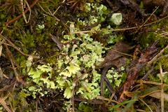 Cladonia grayi