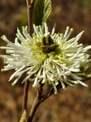 Fothergilla gardenii