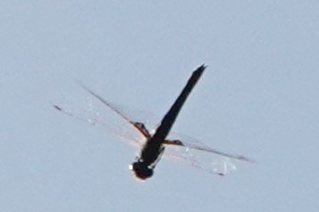 Common Baskettail