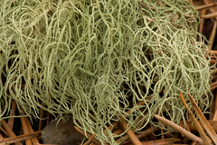 Usnea mutabilis