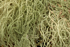 Usnea mutabilis