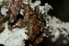 Tuckermanella fendleri