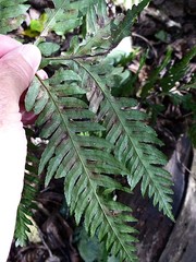 Pteris carsei