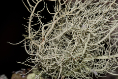 Usnea mutabilis