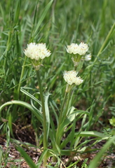 Allium erdelii