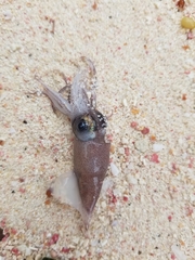 Enoploteuthidae