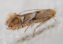 Phyllonorycter aeriferella