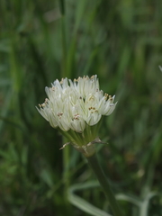 Allium erdelii