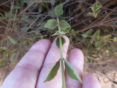 Salvia albicaulis