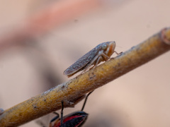 Graphocephala uhleri