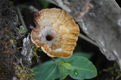 Cymatoderma caperatum