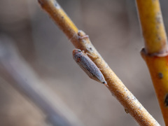 Graphocephala uhleri