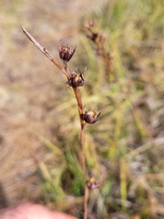 Pleea tenuifolia