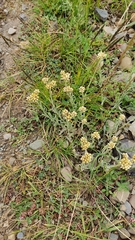 Achyrocline saturejoides