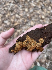 Botryobasidium simile