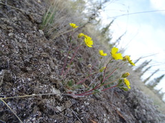 Potentilla arenosa