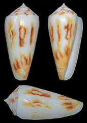 Conus magus