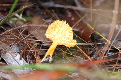 Cantharellus concinnus