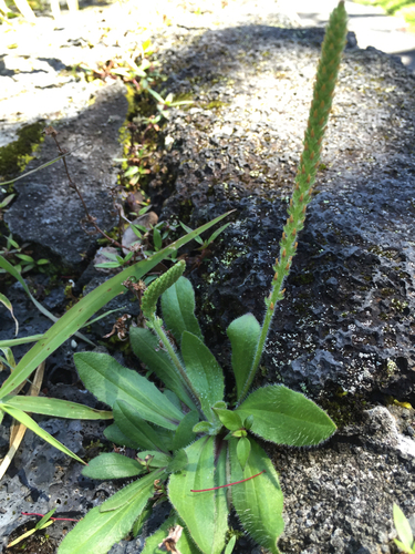 Plantago australis observed 2015-05-15