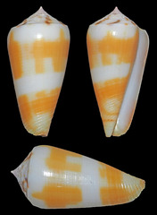 Conus magus