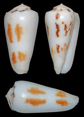 Conus magus