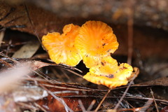Cantharellus concinnus