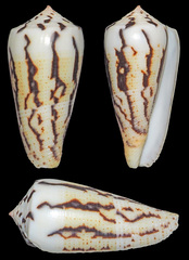 Conus magus
