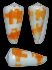 Conus magus