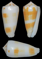 Conus magus